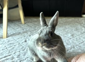 �꤫���������Υĥ�����