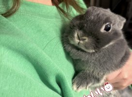 �꤫���������Υĥ�����