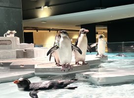 ����������Υĥ�����