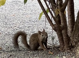 ����������Υĥ�����