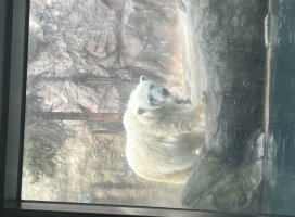 あいさちゃんのツイート