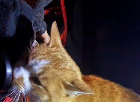 REMIちゃんのツイート