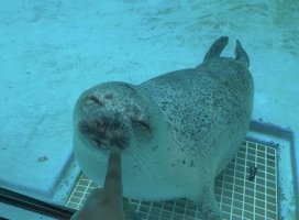 あんな/ * /ちゃんのツイート