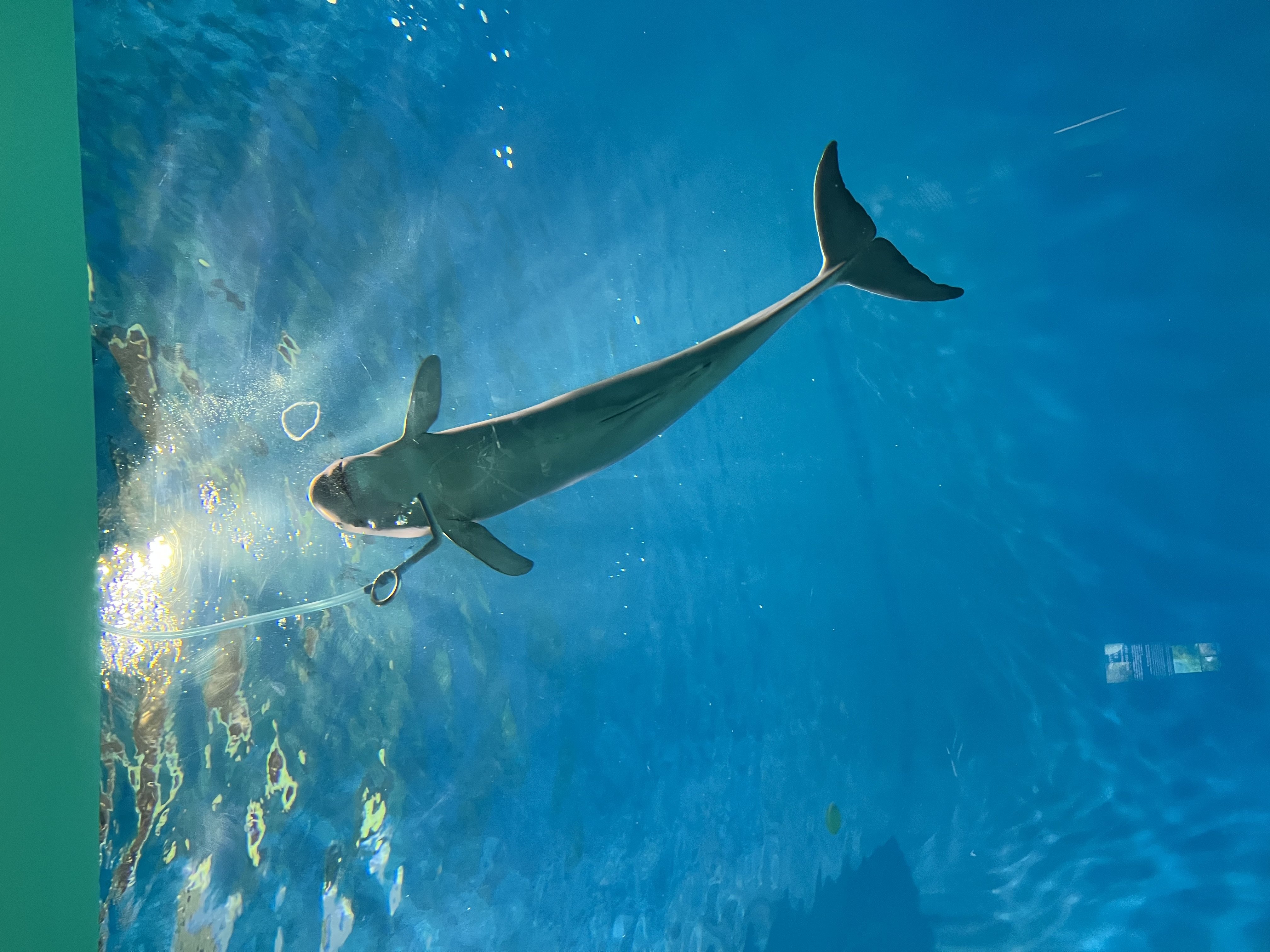 Sui .�����Υĥ�����