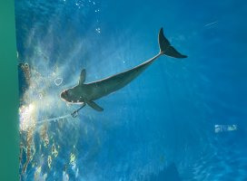 Sui .�����Υĥ�����