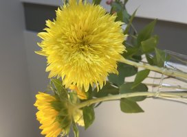 Sui .�����Υĥ�����