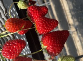 ���ȡ�:�����Υĥ�����