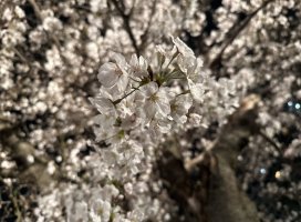 いと*:ちゃんのツイート