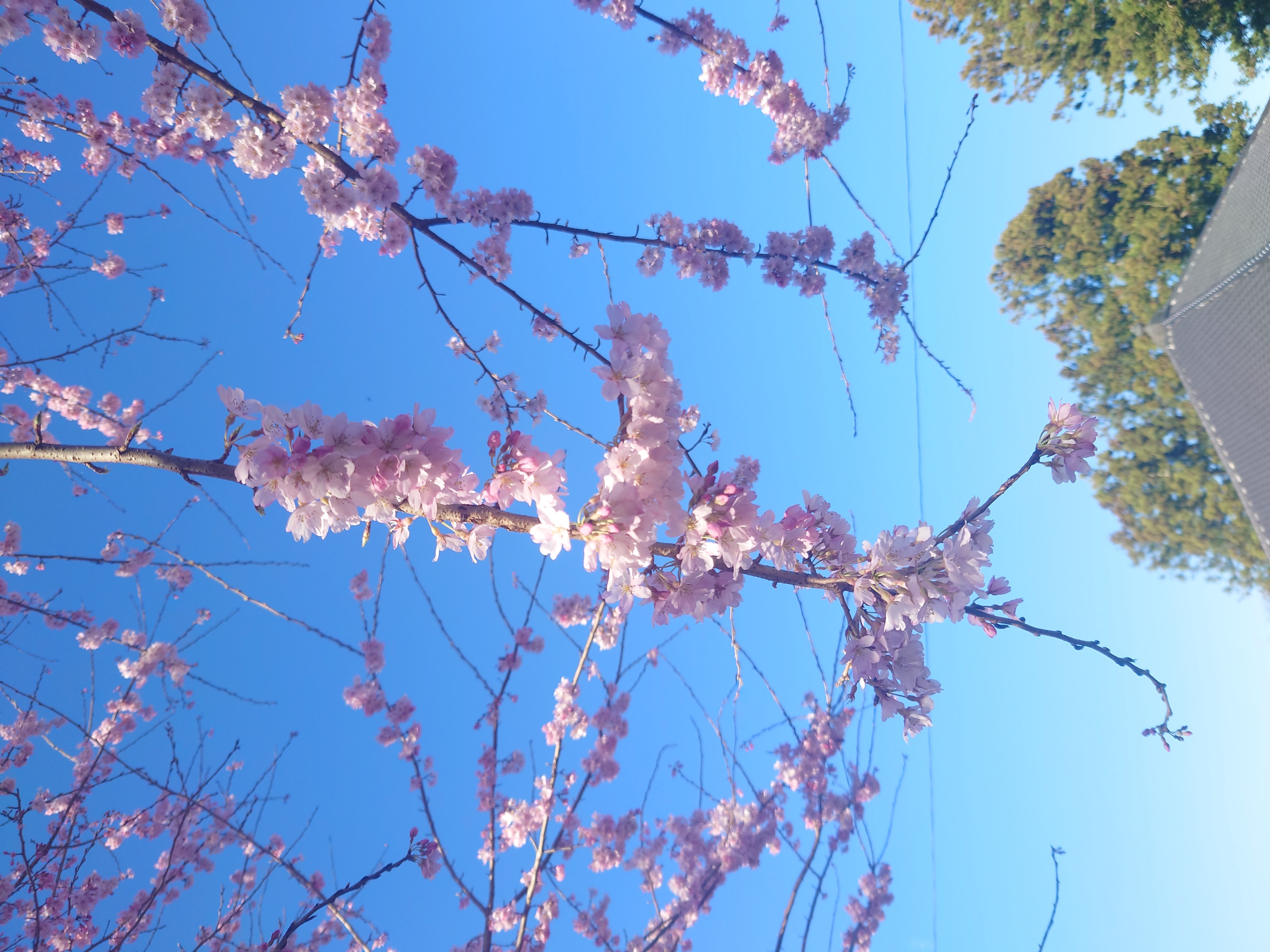 �椦�� �������Υĥ�����