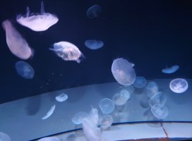 �椦�� �������Υĥ�����