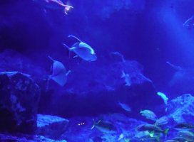 ゆうの ♪ちゃんのツイート