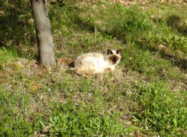 �椦�� �������Υĥ�����