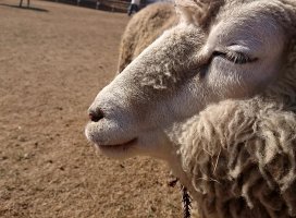 ゆうの ♪ちゃんのツイート