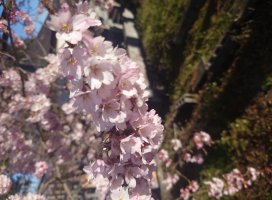 ゆうの ♪ちゃんのツイート