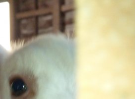 �椦�� �������Υĥ�����