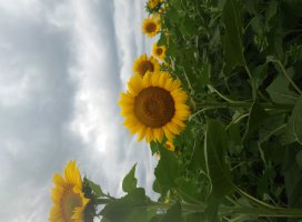 ゆうの ♪ちゃんのツイート