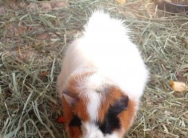 ゆうの ♪ちゃんのツイート