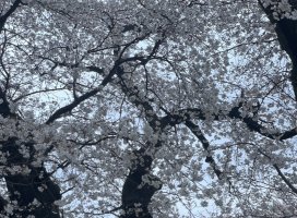 �椦�� �������Υĥ�����