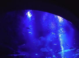 �椦�� �������Υĥ�����