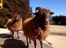 ゆうの ♪ちゃんのツイート