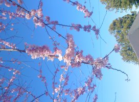 ゆうの ♪ちゃんのツイート