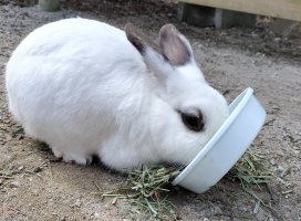 星乃あやねちゃんのツイート