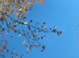 ゆちゃんのツイート