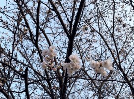 �Ϥ�*.+�������Υĥ�����