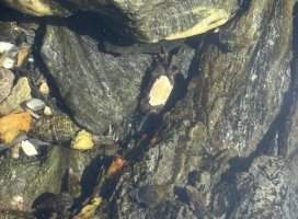 ����(����)�����Υĥ�����