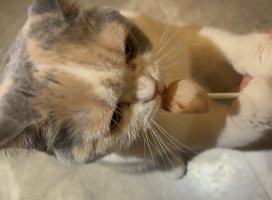 もかちゃちゃんのツイート