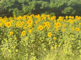 すず*∬ちゃんのツイート