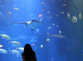 ����*������Υĥ�����