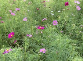 ����*������Υĥ�����