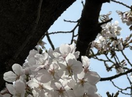 ����*������Υĥ�����