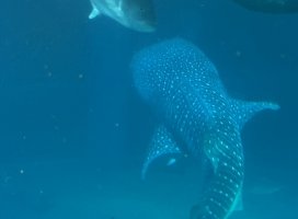 ����*������Υĥ�����