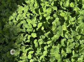 ����*������Υĥ�����