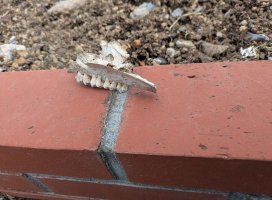 りんちゃんのツイート