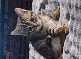 �� ������Υĥ�����