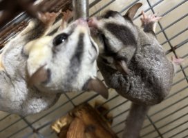 もえ☆*ちゃんのツイート