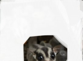 �⤨���������Υĥ�����