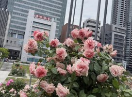 �Ҥ������Υĥ�����