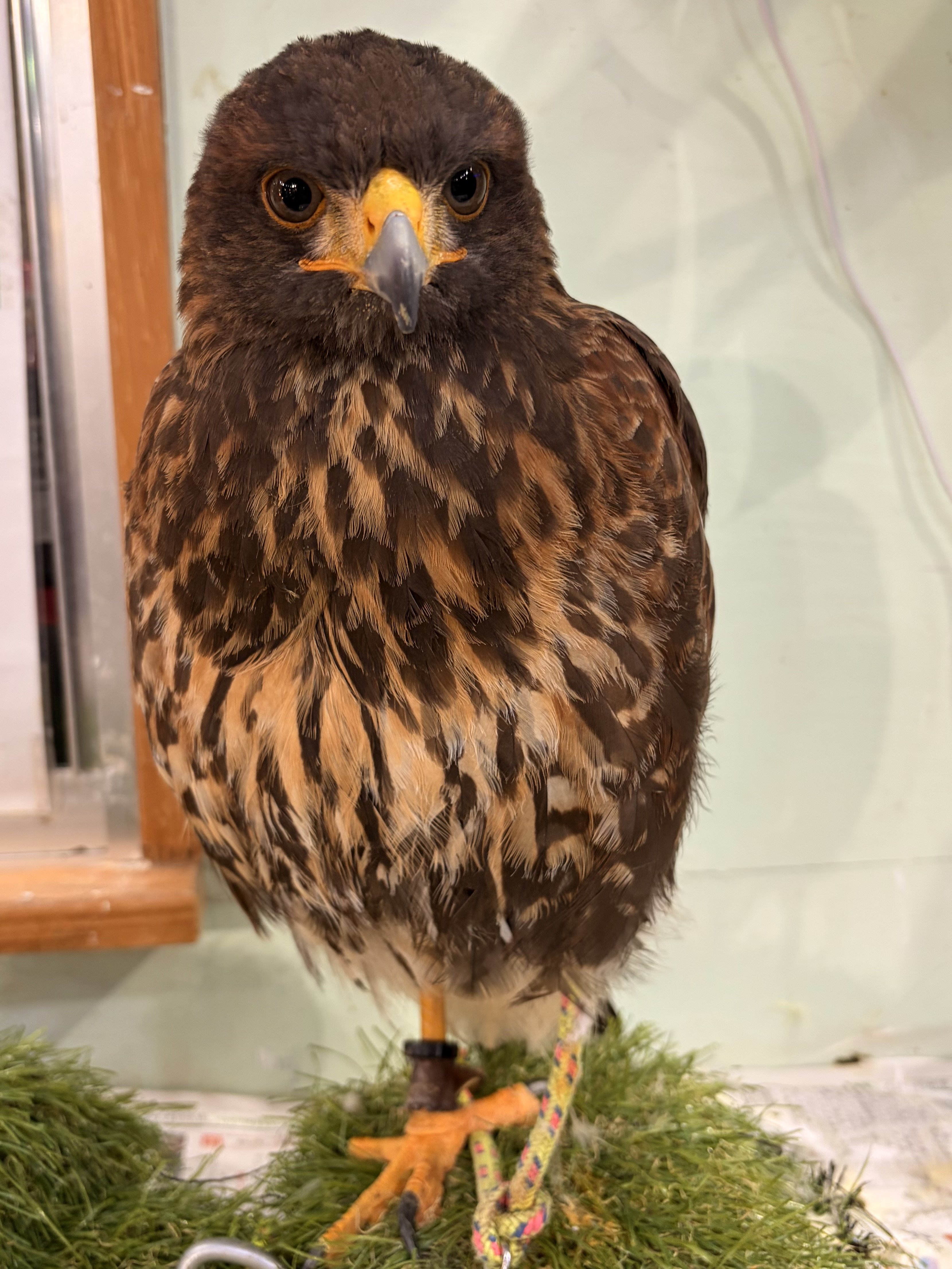 �ʤ�.+*�����Υĥ�����