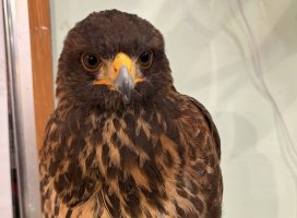 �ʤ�.+*�����Υĥ�����