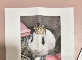 てとら+*ちゃんのツイート