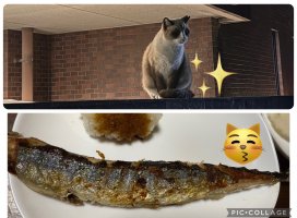 Ϥ䤻 ߤΥĥ