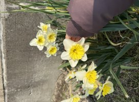 �Ϥ䤻 ���ߤ����Υĥ�����