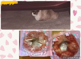 �Ϥ䤻 ���ߤ����Υĥ�����