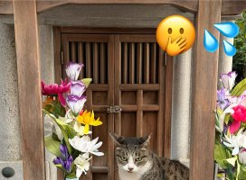 はやせ えみちゃんのツイート