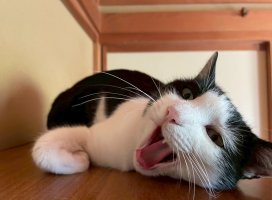�Ϥ䤻 ���ߤ����Υĥ�����