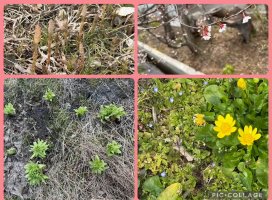 �Ϥ䤻 ���ߤ����Υĥ�����